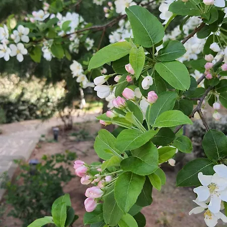 Διαμέρισμα Santa Marina Village - Purple Harmony Sea View *
